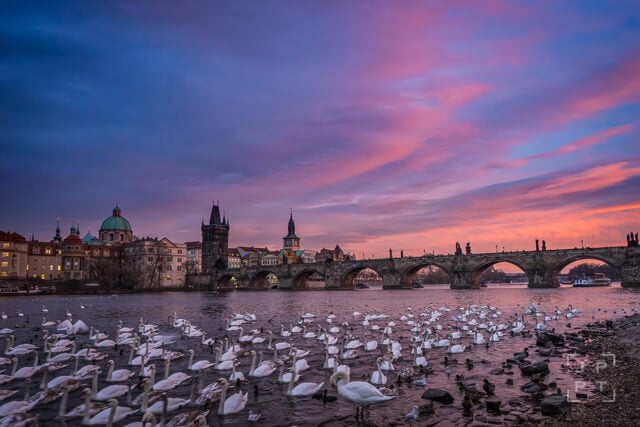 Swans and Charles bridge at sunset, Prague