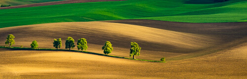 Trees amongst rolling fields in South Moravia
