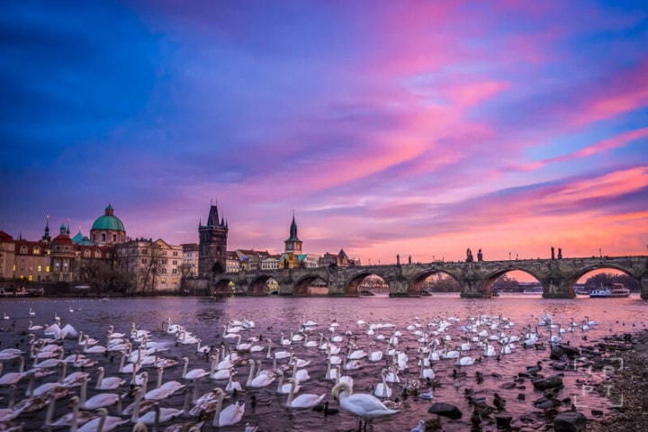 Sunset with swans and Charles bridge in Prague