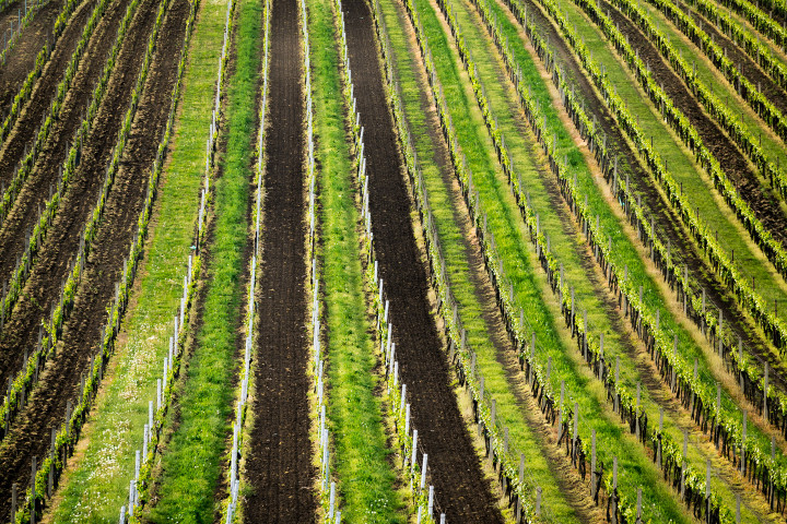 Vineyards in South Moravia
