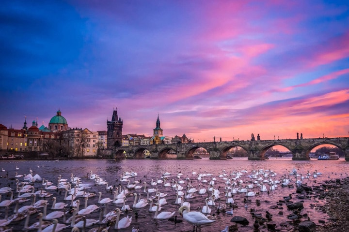 Swans in Prague at sunset